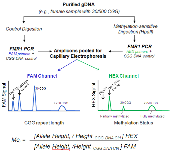 AmplideX mPCR FMR1 Kit fig1.2