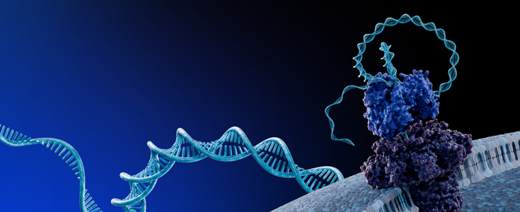 helicase enzyme unzipping a double helix dna strand