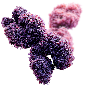 x chromosome fragile x 3d image