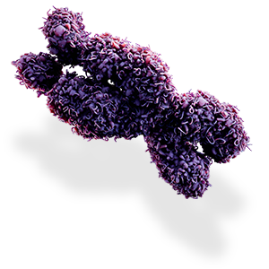 fragile x syndrome chromosome representation