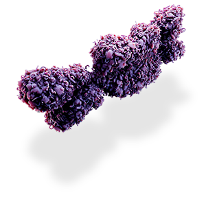 fragile x syndrome chromosome representation2